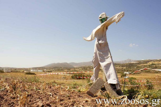 Σκότωνε αρπακτικά για να τα χρησιμοποιεί ως σκιάχτρα στο Καστέλι Πεδιάδος Κρήτης