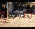 Σκυλιά στο Υστέρνι της Πάρου τετράποδα κουδούνια – συναγερμοί ασφαλείας…