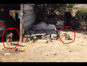 Σκυλιά στο Υστέρνι της Πάρου τετράποδα κουδούνια – συναγερμοί ασφαλείας…