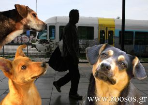 Θα επιτρέπονται στους συρμούς των τρένων για επιβάτες τα ζώα συντροφιάς