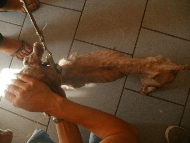 Βόλος: Μόλις κούρεψαν τον σκύλο φάνηκε πόσο σκελετωμένος είναι