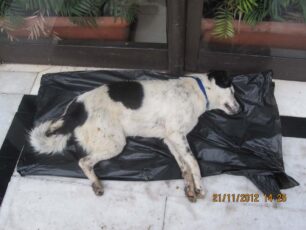 Άφησαν το νεκρό σκυλί έξω από το Δημαρχείο Κατερίνης για να διαμαρτυρηθούν