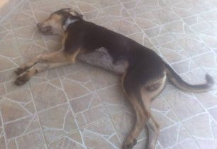 Ακόμα ένας δηλητηριασμένος σκύλος από φόλα στο Αργοστόλι Κεφαλλονιάς