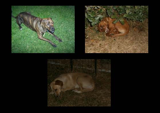Νέα Μάκρη Αττικής: Τους έκλεψαν τα 3 από τα 4 σκυλιά τους