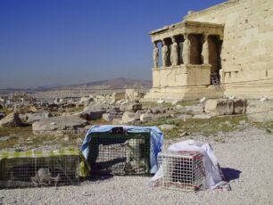 Οι Καρυάτιδες δεν χρειάζονται για παρέα άλλα γατάκια!