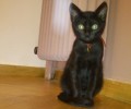 Χάθηκε μαύρο γατάκι στα Εξάρχεια της Αθήνας