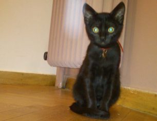 Χάθηκε μαύρο γατάκι στα Εξάρχεια της Αθήνας