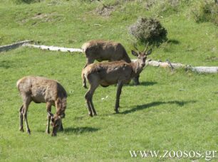 WWF: Χωρίς σχέδιο η μεταφορά 18 ελαφιών από την Πάρνηθα στην Καρδίτσα