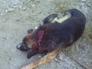 Στις 6-11-2012 η δίκη του εγκληματία που ήθελε να «αποτελειώσει» τον πυροβολημένο σκύλο