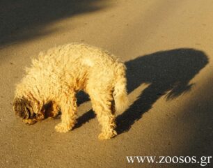 Στειρώσεις αδέσποτων στο Ηράκλειο Αττικής