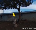 Καλαμπάκα: Κρέμασε τον σκύλο του για παραδειγματισμό στη Βλαχάβα Τρικάλων! (Βίντεο)