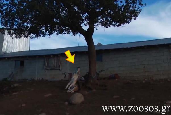 Καλαμπάκα: Κρέμασε τον σκύλο του για παραδειγματισμό στη Βλαχάβα Τρικάλων! (Βίντεο)