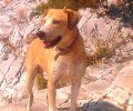 Βρέθηκε - Χάθηκε σκύλος στην Κηφισιά Αττικής