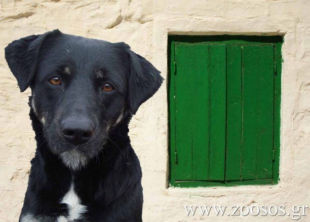 Χρειάζονται οικοδομικά υλικά για τον χώρο φιλοξενίας αδέσποτων στη Θεσσαλονίκη