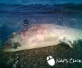 Εδώ και τρεις μέρες το δελφίνι κείτεται νεκρό στην παραλία Χιλιαδού της Φωκίδας