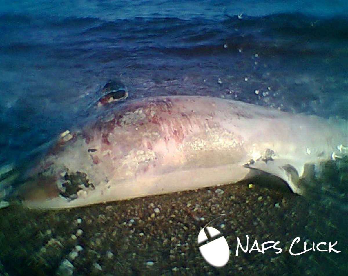 Εδώ και τρεις μέρες το δελφίνι κείτεται νεκρό στην παραλία Χιλιαδού της Φωκίδας