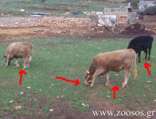Έτσι βασανίζουν τις αγελάδες και στην Τήνο (βίντεο)