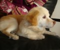 Έχασαν τον 17χρονο θηλυκό σκύλο τους στη Δάφνη Αττικής