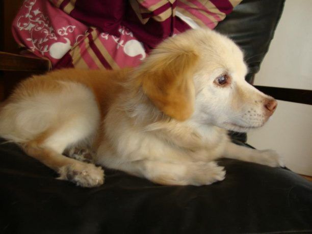 Έχασαν τον 17χρονο θηλυκό σκύλο τους στη Δάφνη Αττικής