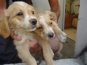 Κόρινθος: Έσωσαν τα σκυλάκια που κακοποιούσαν τσιγγάνοι