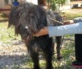 Βρέθηκε θηλυκός σκύλος στη Λ. Βάρης - Κορωπίου και ψάχνουν τον ιδιοκτήτη του