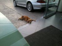 Βρήκε ημίαιμο Κόκερ στη Νέα Ερυθραία