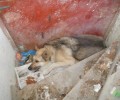 Ζητούσε επί τρεις μέρες βοήθεια για να σώσει τον σκύλο που υπέφερε στην Άνω Τούμπα Θεσσαλονίκης