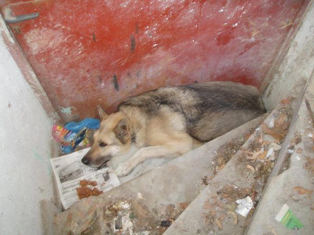 Ζητούσε επί τρεις μέρες βοήθεια για να σώσει τον σκύλο που υπέφερε στην Άνω Τούμπα Θεσσαλονίκης