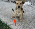 Καρδίτσα: Έσωσαν τον σκύλο που βρήκαν να περιφέρεται κομμένο πόδι
