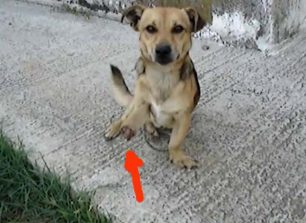 Καρδίτσα: Έσωσαν τον σκύλο που βρήκαν να περιφέρεται κομμένο πόδι