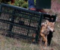 Η πρώτη επανένταξη λύκου στην Κερκίνη από τον ΑΡΚΤΟΥΡΟ