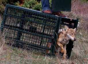 Η πρώτη επανένταξη λύκου στην Κερκίνη από τον ΑΡΚΤΟΥΡΟ