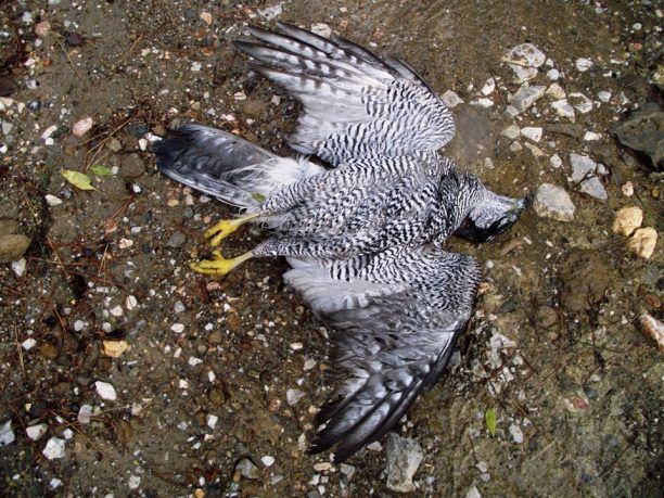 Οι κυνηγοί στη Χίο σκότωσαν τα γεράκια της Κλειδούς…