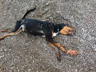 Ναύπακτος: Έδεσε τα πόδια του σκύλου και τον πέταξε στη θάλασσα!