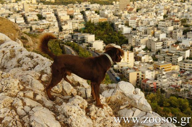 Κατερίνη: Οι άνθρωποι εγκαταλείπουν τα ζώα που σχηματίζουν αγέλες