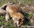 Αυξάνονται τα κρούσματα λύσσας σε αλεπούδες στη Βόρεια Ελλάδα
