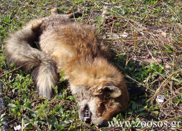 Αυξάνονται τα κρούσματα λύσσας σε αλεπούδες στη Βόρεια Ελλάδα