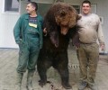 Μάλλον από εκτροφείο αρκούδας στη Βουλγαρία η συγκεκριμένη φωτογραφία