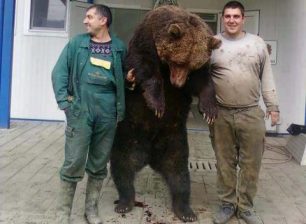 Μάλλον από εκτροφείο αρκούδας στη Βουλγαρία η συγκεκριμένη φωτογραφία
