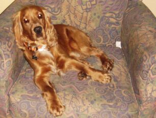 Χάθηκε σκύλος ράτσα Κόκερ στη Θεσσαλονίκη τον Δεκέμβριο του 2012