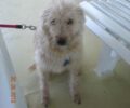 Βρέθηκε - Χάθηκε άσπρος σκύλος στον Νέο Κόσμο Αττικής