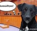 Σητεία: Ποινή «σταθμός» για να σταματήσει το μαρτύριο των «βαρελόσκυλων» στην Κρήτη