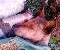 Βρήκαν σκύλο χτυπημένο με σκάγια στο κεφάλι και στα πόδια στον Σταυρό Εύβοια