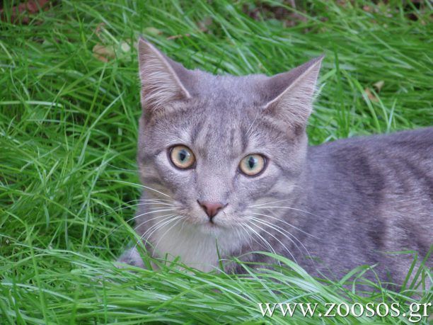 Ο γάτος του www.zoosos.gr είναι ο πιο όμορφος του κόσμου!