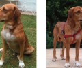 Βρέθηκε - Χάθηκε σκύλος στην Πολιτεία Αττικής