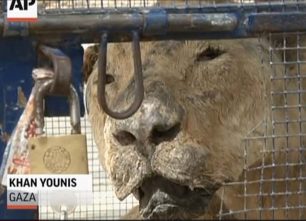 Τα κουφάρια ζώων σε Ζωολογικό Κήπο στη Γάζα αποδεικνύουν άλλο ένα έγκλημα (βίντεο)