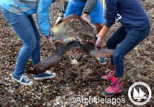 Σάμος: Έσπευσαν να σώσουν την τραυματισμένη θαλάσσια χελώνα caretta caretta