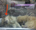 Νεκρό κουτάβι σε βιτρίνα pet shop στο Παγκράτι