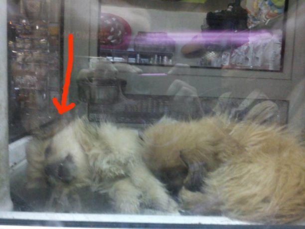 Νεκρό κουτάβι σε βιτρίνα pet shop στο Παγκράτι