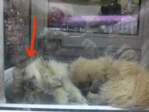 Χωρίς άδεια για πώληση γατιών & σκυλιών το pet shop στο Παγκράτι με το νεκρό κουτάβι